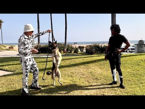 Is This Dog Really The Problem? Or Is It The Owner??