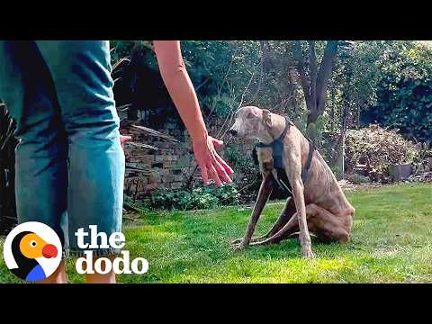 Paralyzed Racing Greyhound Learns To Walk Again | The Dodo