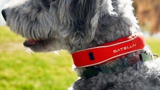 The Apple Watch For Dogs? Satellai Smart Gps Collar Review