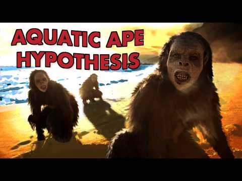 The Most Bizarre Idea In Human Evolution - The Aquatic Ape Hypothesis