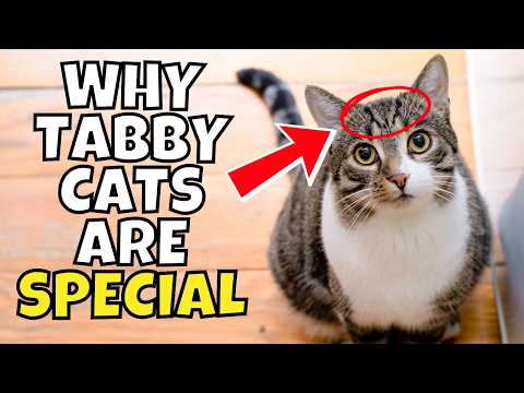 What Makes Tabby Cats Uniquely Special