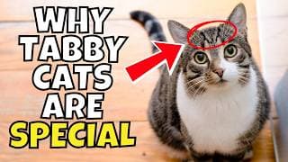 What Makes Tabby Cats Uniquely Special