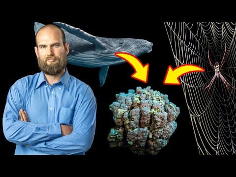 Gli Animali Continuano A Evolversi In Spugne