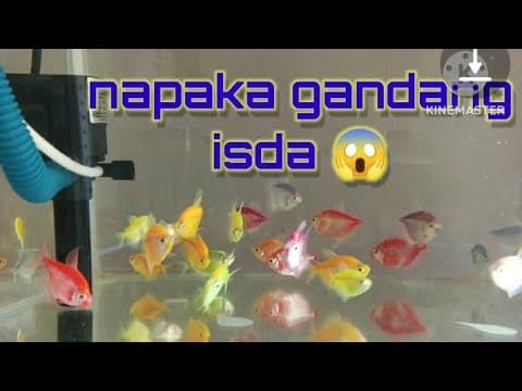 Pang Tanggal Stress Ang Mga Isda#tetrafish #shubukingoldfish #gourami #hammerheads#koifish #cichlid