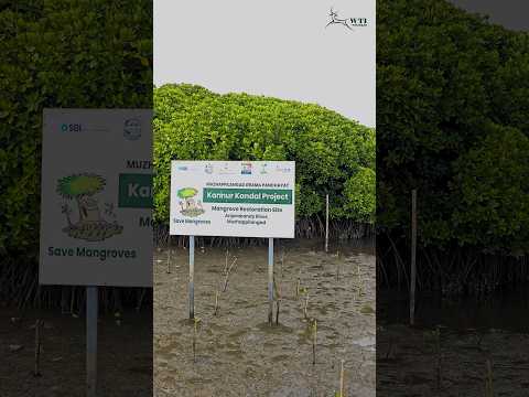 Mangrove Restoration 💚💚💚