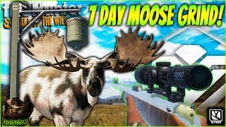 *super Rare* We Hunted Moose For 7 Days & Got A Diamond Piebald At A Feeder! Call Of The Wild