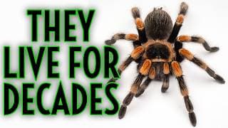 Top 5 Longest Living Tarantulas In The World!