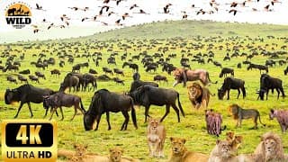 4k African Animals: The Great Wildebeest Migration - Scenic Wildlife Film With African Music