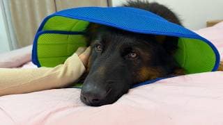 Tiger’s Health Journey: From Diagnosis To Surgery & Recovery