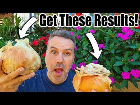 Plant Onions In Fall For Best Results!