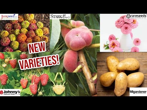 Exciting New Varieties To Plant In 2025 | Migardener, Johnny's Seeds, Baker Creek, Stark Bros