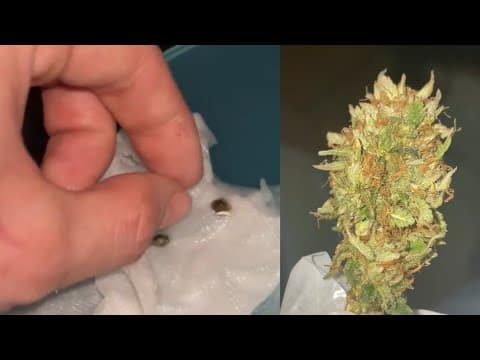 How To Grow Weed From Seed To Harvest (beginners Guide)