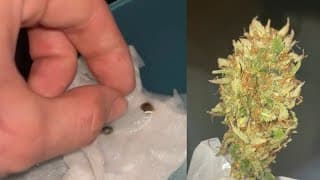 How To Grow Weed From Seed To Harvest (beginners Guide)
