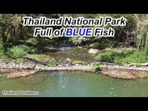 1000s Of Blue Fish (blue Mahseer) At Thampla Nomtok Phasu National Park Fish Cave.