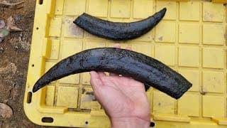 Lucky Fossil Hunter Found Something Incredible