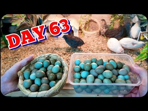 63-day-old Rutin Chickens – 17 Days Of Daily Egg Laying 🐣🥚 #minichicken #diyfarm
