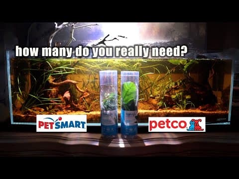 Sprucing Up Tanks With Petco/petsmart Plants - What They Actually Look Like In Various Sizes!