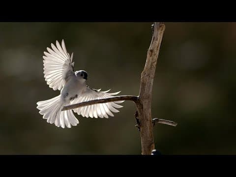 Capturing Epic Slow Motion Footage Of Backyard Birds