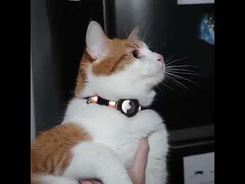 Best Cat Collar Pack with Airtags - Bemix Pets #shorts #bemixpets #catcollars