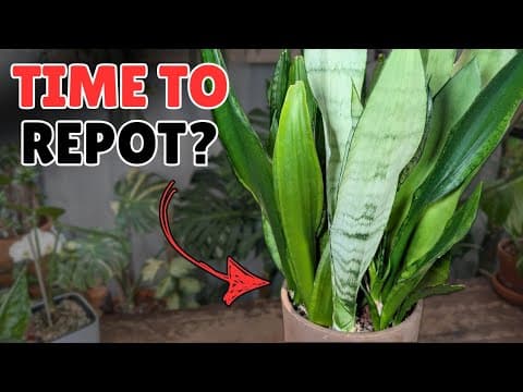 I Didn’t Expect This… But I Repotted It Anyway