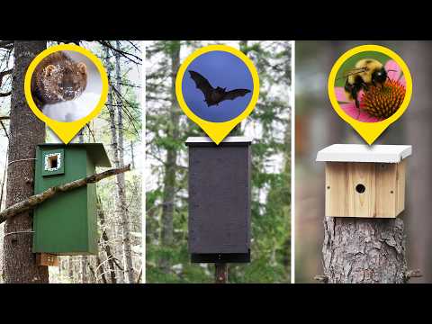 I Built Wildlife Boxes For 20+ Species!