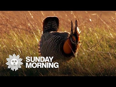 Nature: Prairie Chickens In South Dakota