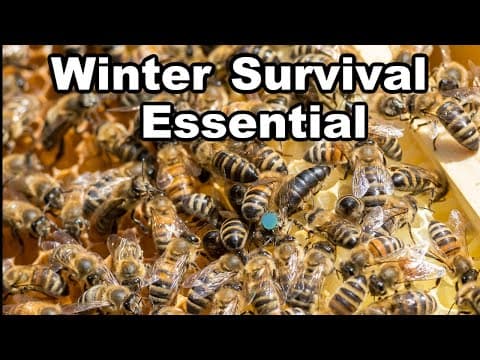 Beekeeping: Winter Survival Depends On This