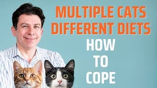 Multiple Cats, Different Diets - How To Cope