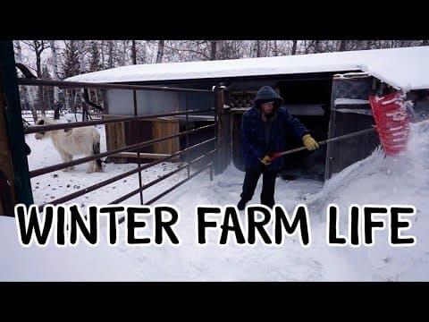 A Cold, Windy Day At Our Animal Rescue Farm