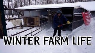 A Cold, Windy Day At Our Animal Rescue Farm