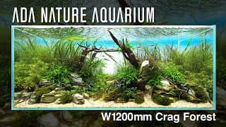 [adaview] Crag Forest／岩律の森  - W1200mm Nature Aquarium Layout-【en/jp Sub.】