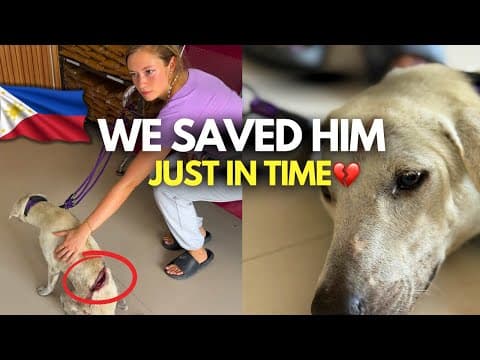 Rescuing An Injured Street Dog We Found In The Philippines💔