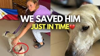 Rescuing An Injured Street Dog We Found In The Philippines💔