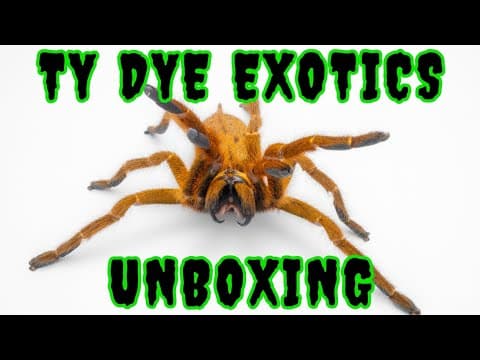 Ty Dye Exotics Mystery Box: Fast Tarantulas, New Species & A Centipede That Tried To Bite Me