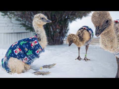 We’re Out Of Space Inside For The Baby Emus