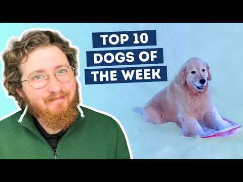 This Dog Discovered She Loves Sledding