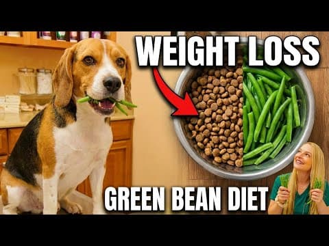 Green Bean Diet For Dogs!?! | Dr. Lindsay Butzer Vet Simply Explains