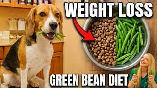 Green Bean Diet For Dogs!?! | Dr. Lindsay Butzer Vet Simply Explains