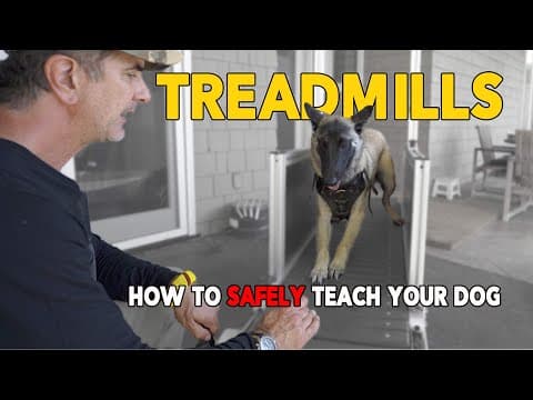 Why Every Dog Needs A Treadmill: Unleashing Hidden Health Benefits
