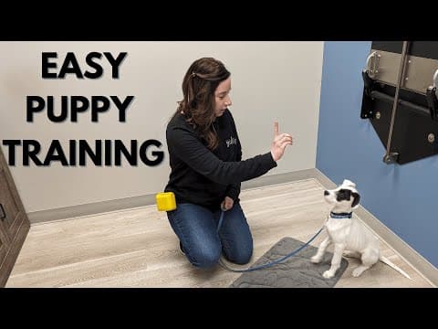 The Game Plan That Transforms Any Puppy In Weeks