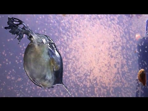 How To Cause A Daphnia Swarm