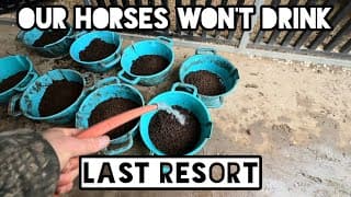 We Have A Problem With Our Horses!