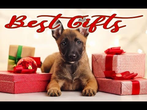 The Very Best Gifts For Your Dog!