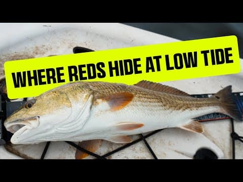 Low Tide Reds: Where They Hide (with A Quick Experiment)