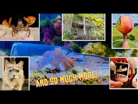 Watch Sly The Octopus Beat The Bottle Trick