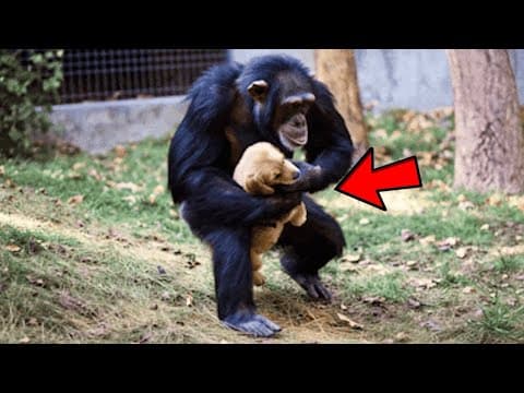 Puppy Slips Into Chimp Enclosure – What Zookeepers Witness Next Is Astonishing!