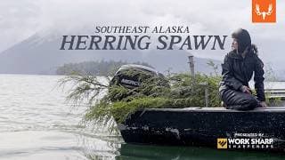 The Herring Spawn | Our Way Of Life
