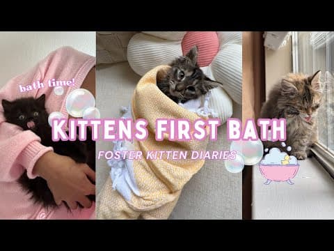 Four Foster Kittens Get Their First Bath ≽^•⩊•^≼