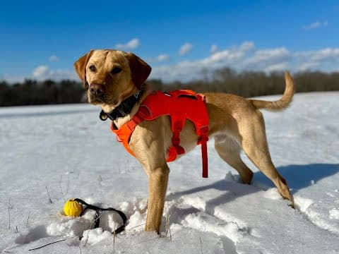 Doggy•u Is Live! Labs, Goldens, Poodles? Oh My!