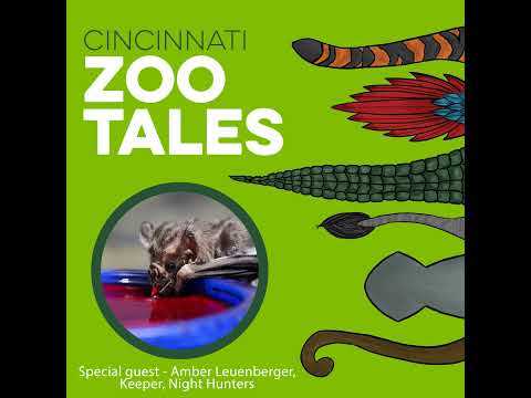 Spooky Series: The Truth About Vampire Bats